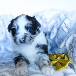 Echo - Blue merle male Miniature American Shepherd puppy in Verdi, Nevada from EverSummer Minis