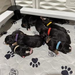 Boy 1 - Black tan and white male Bernese Mountain Dog puppy in Elida, Ohio from Jena's Blissful Bernese Mountain Dogs