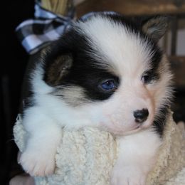 Girl 2 - Black and tan female Pembroke Welsh Corgi puppy in Purcellville, Virginia from Rhone River Farm Pembroke Welsh Corgis