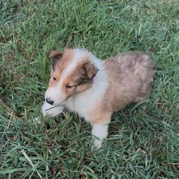 Lancelot - Sable and white male Collie puppy in Malvern, Arkansas from Lost Acres Collies