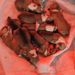 Pembroke Welsh Corgi Puppies from Jersey Shore Corgis