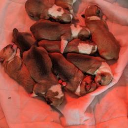 Pembroke Welsh Corgi Puppies from Jersey Shore Corgis