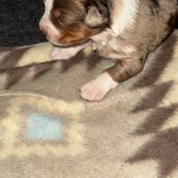 Australian Shepherd, Miniature American Shepherd, Miniature Australian Shepherd, and Toy Australian Shepherd Puppies from HP Aussie Kennels