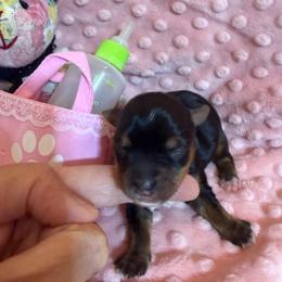 Cadbury - Black and tan female Yorkshire Terrier puppy in Cameron, Oklahoma from Jane’s Yorkies