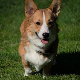 American Corgi, Companion Cross, Miniature Australian Shepherd, and Pembroke Welsh Corgi All Grown Up from FreckledCowgirlCorgis
