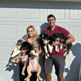 Australian Shepherd Puppies from JS Aussies