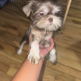 Clyde - Shih Tzu