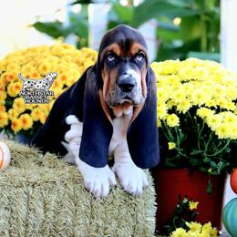 Clubs - Black brown and white male Basset Hound puppy in Pollock, Missouri from Northstar
