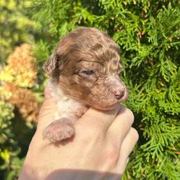Teal Boy - Parti male Goldendoodle puppy in Huntsville, Alabama from Winchester Doodles