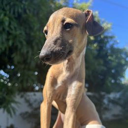 Bellina - Sable female Italian Greyhound puppy in Southwest Florida, Florida from Woofford Italian Greyhounds