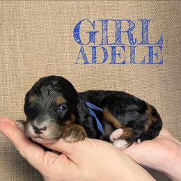 Adele - Tri-color female Bernedoodle puppy in Cambridge, Minnesota from Country Meadow Doodles