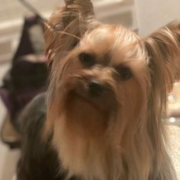 Miles - Yorkshire Terrier