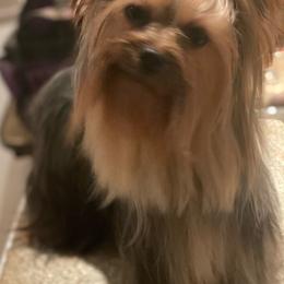Miles - Yorkshire Terrier