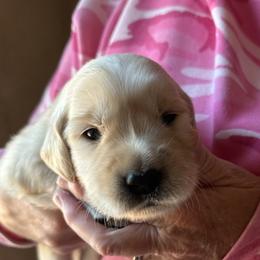 Golden Retriever Puppies from Gail’s Goldens