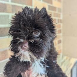 Prissy - Liver female Yorkshire Terrier puppy in Gaylesville, Alabama from Sweet Alabama Yorkies