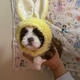 Shih Tzu Puppies from Tiny Bubbles Shih Tzus
