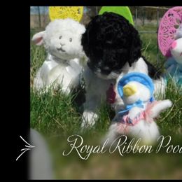 Girl 3 - Poodle puppy in Wilber, Nebraska from Royal Ribbon Poodles