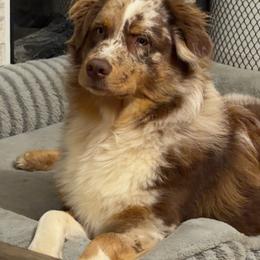 Waylon - Australian Shepherd