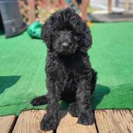 Labradoodle Puppies from Caldron Falls Doodles and Poodles