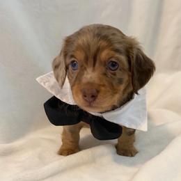 Brownie - Dapple male Dachshund puppy in Benwood, West Virginia from Royal Roads Miniature Dachshunds