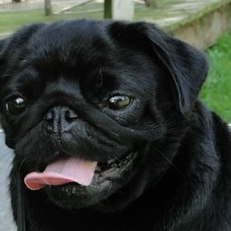Pugs from Piggytail Kennels