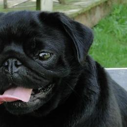 Pugs from Piggytail Kennels