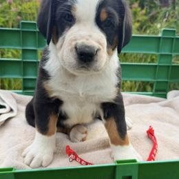 Red Boy - Black, white and red male Greater Swiss Mountain Dog puppy in Oregon City, Oregon from Runamuck's Greater Swiss Mountain Dogs