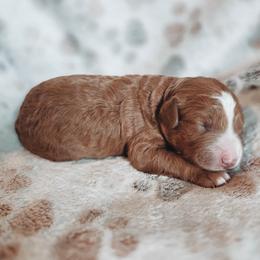 Ronnie - Red  male Goldendoodle puppy in Austin, Texas from Cedarcrest Goldendoodles
