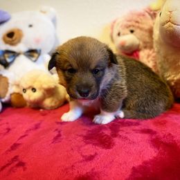 Pembroke Welsh Corgi Puppies from Swezey Pembroke Welsh Corgis