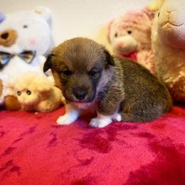 Pembroke Welsh Corgi Puppies from Swezey Pembroke Welsh Corgis
