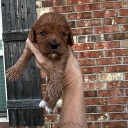 Reba - Red female Cavapoo puppy in Thorndale, Texas from Hattie’s Texas Cavapoos