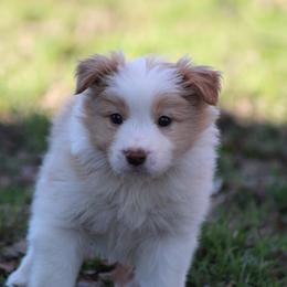Gold male 2 - Gold male Border Collie puppy in Tylertown, Mississippi from Cool Meadow Farms