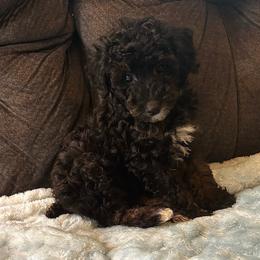 Saturn - Black male Poodle puppy in San Antonio, Texas from Sweet as dessert puppies