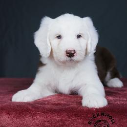Anthony Bridgerton - Brown and white male Sheepadoodle puppy in Edmond, Oklahoma from Rock N Roll Doodles