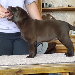Labrador Retriever Puppies from BlackRidge Labradors