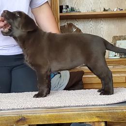 Labrador Retriever Puppies from BlackRidge Labradors