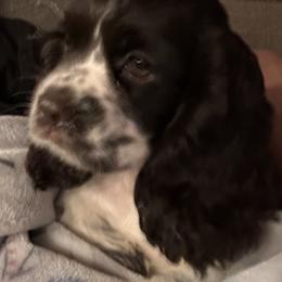 Cocker Spaniel Puppies from Anastasia Knight's Cocker Spaniels