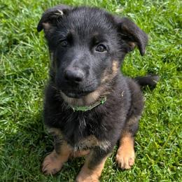 Sprout - Black and red male German Shepherd puppy in Waterloo, New York from Von Nikolaos German Shepherds