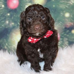 Australian Labradoodles from Triangle Trained Australian Labradoodles