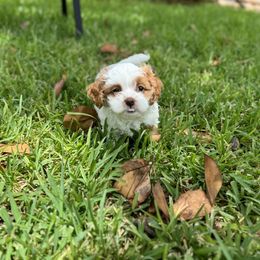Cavapoo and Shihpoo Puppies from Haus of Doodles