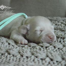 Cashmere Cloud - Cream male Dachshund puppy in Cantonment, Florida from Dreamheart Dachshunds LLC