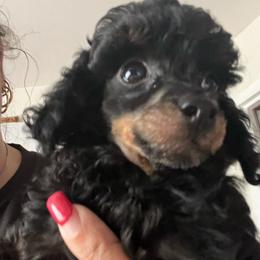 Sprout - Phantom male Poodle puppy in Winter Haven, Florida from Herdez’s Poodles