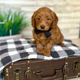Yellow - Apricot male Goldendoodle puppy in St George, Utah from Picture Perfect Doodles