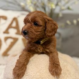Yellow Girl 3 - Cream female Goldendoodle puppy in Sacramento, California from Golden Heart Doodles