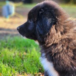 Yellow - Badger female Colorado Mountain Dog puppy in Crestview, Florida from Victory Family Farm