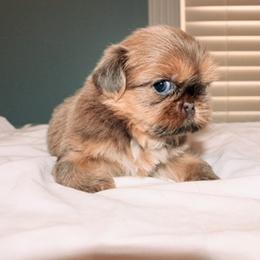 Vector - Blue male Shih Tzu puppy in Hendersonville, Tennessee from Peekaboo Farms