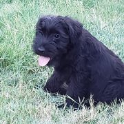Standard Schnauzer Puppies from Genesis Standard Schnauzers