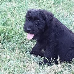 Standard Schnauzer Puppies from Genesis Standard Schnauzers