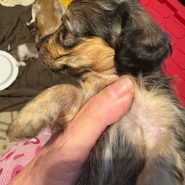 Shaded Red Female - Red female Dachshund puppy in Highland Home, Alabama from Landey's Long Dogs