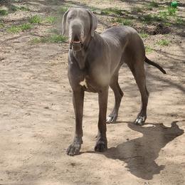 YUKON - Great Dane